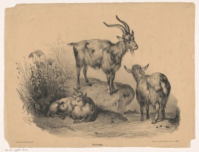 Vier geiten Pictura (series title on object)   1371711   no       norwegian Successfully Translated  Original: Caernarvon Castle and bay, c1780-1810 Translat: 