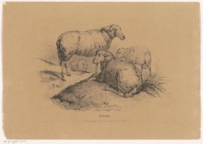 Fire sauer Pictura (serietittel på objekt) av Carel Christiaan Antony Last