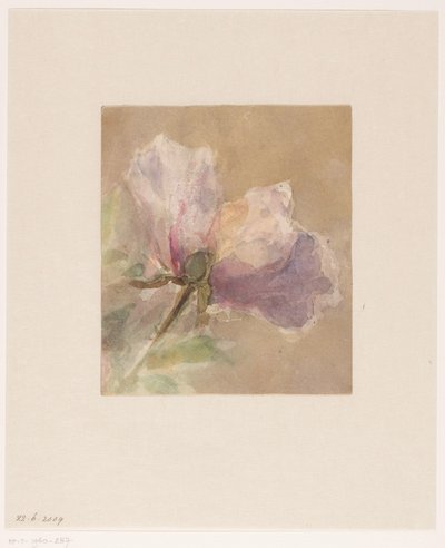Visnet rose av Carel Nicolaas Storm van 
