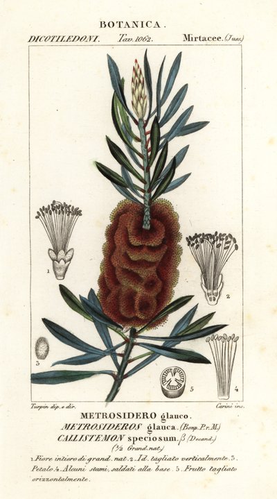 Albany flaskebørste, Callistemon vakker av Carini Carini