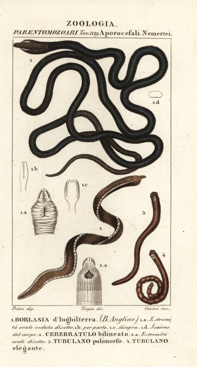 Støvlesnøreorm, Lineus longissimus 1, Borlasia angliae 1, snabelorm, Cerebratulus bilineatus 2, Cerebratulus bilineatus 2, båndorm, Tubulanus polimorphus 3, Tubulanus elegans 4 av Carini Carini