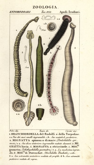 Fiskeigler og ferskvannsigler: Branchiobdellida 1, Pontobdella spinosa 2, Whitmania laevis 3, Hirudo vittata 4, Piscicola geometra 5, Ichthyobdella geometra 5, Geobdella trochetii 6 av Carini Carini