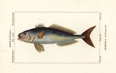 Amberjack, Seriola dumerili, Seriola di Dumeril av Carini Carini