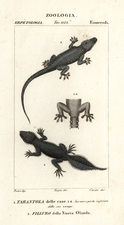 Husgekko, Hemidactylus frenatus 1, og bredhalegekko, Phyllurus platurus 2 av Carini Carini