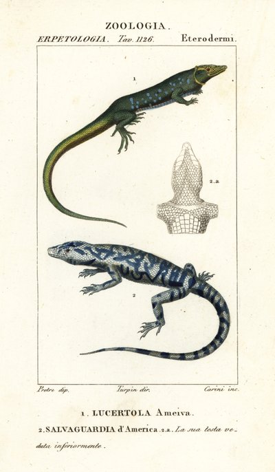 Jungelløper, Ameiva ameiva,, Lucertola ameiva 1 og golden tegu, Tupinambis teguixin, Safeguard of America av Carini Carini