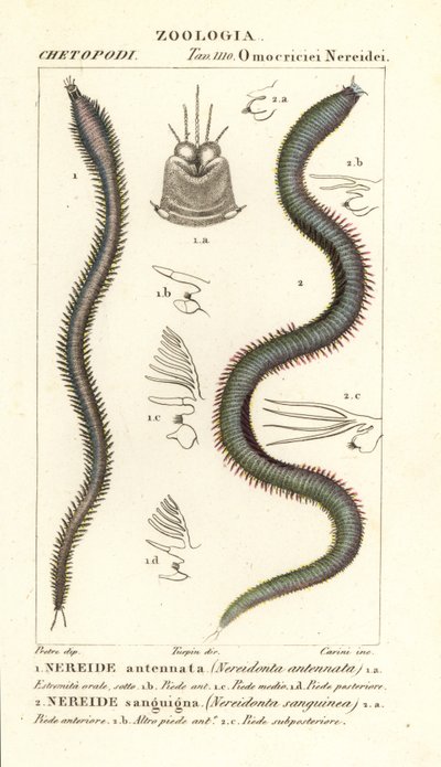 Leodice antennata, Nereidonta antennata 1 og Eunice sanguinea, Nereidonta sanguinea 2 av Carini Carini