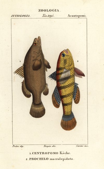 Nilabbor, Lates niloticus og sovende fisk eller gudgeon, Ophiocara macrolepidota av Carini Carini