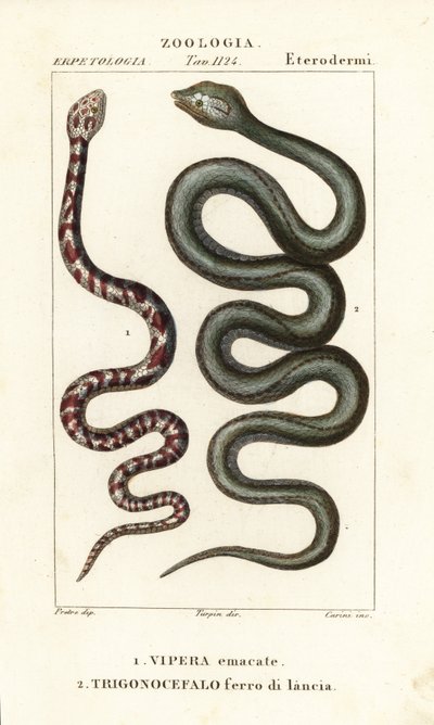Ringhalset spyttekobra, Hemachatus haemachatus 1, og Martinique lansehode, Bothrops lanceolatus 2 av Carini Carini