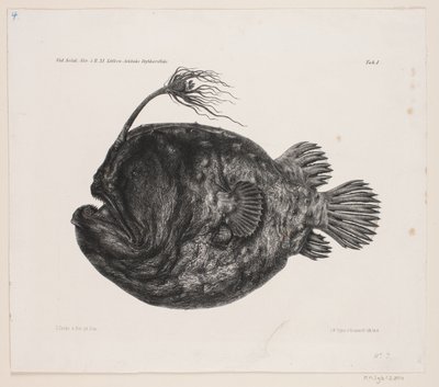 Naturhistorisk tegning av Carl Christian Larsen Cordts