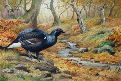 Black Cock Grouse ved en bekk (wc) av Carl Donner