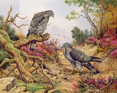 Honey Buzzards av Carl Donner
