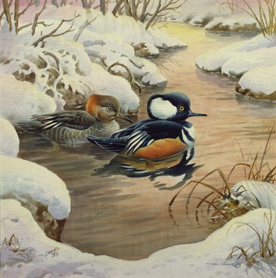 Mergansers med hette på et basseng av Carl Donner