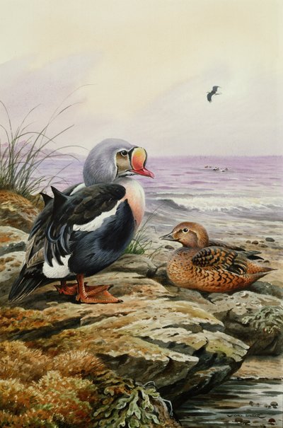 King Eider (wc) av Carl Donner