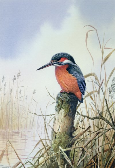 Kingfisher av Carl Donner