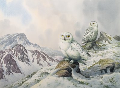 Et par snøugler i snøfjellene, Australia av Carl Donner
