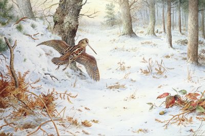 Snipe i skogkledd landskap av Carl Donner