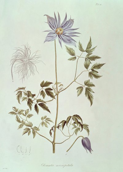 Clematis macropetala, fra "Icones Plantarum Floram Rossicam" 1829 av Carl Friedrich von Ledebour