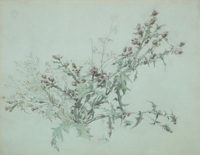 Studie av en blomstrende tistel, 1846. av Carl Georg Anton Graeb