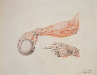 Anatomical Hands, 1837 (farget kritt på papir) av Carl Haag