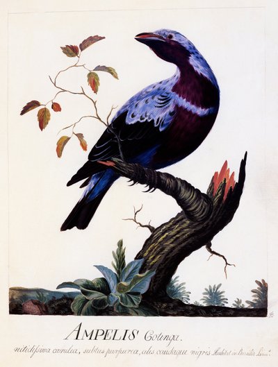 Ampelis cotinga (Cotinga cotinga), Lilla-breasted Cotinga, akvarell av Carl Linnaeus