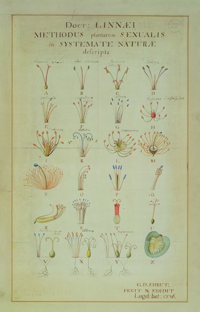 Illustrasjon av det linneanske planteseksuelle systemet (farget gravering) av Carl Linnaeus