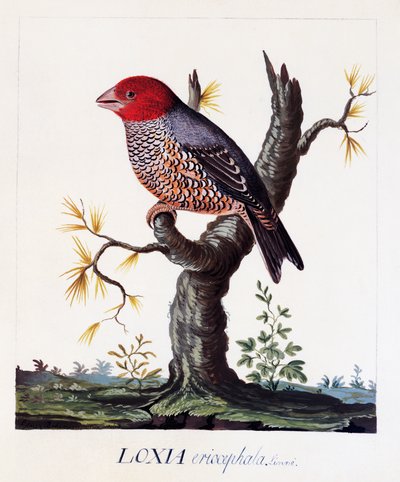 Loxia erythrocephala (Amadina erythrocephala), rødhodefink, akvarell av Carl Linnaeus