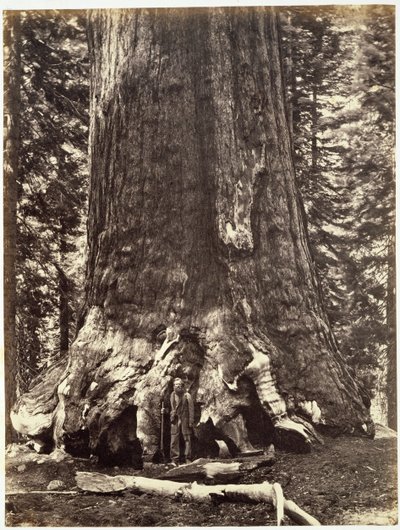 Base of the Grizzly Giant, fra The Yosemite Book: A Description of the Yosemite Valley and the Adjacent Region of the Sierra Nevada, and of the Big Trees of California, av Josiah Dwight Whitney (1819) av Carleton E. Watkins