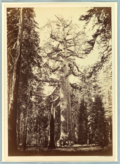 The Grizzly Giant, Mariposa Grove, Yosemite av Carleton E. Watkins