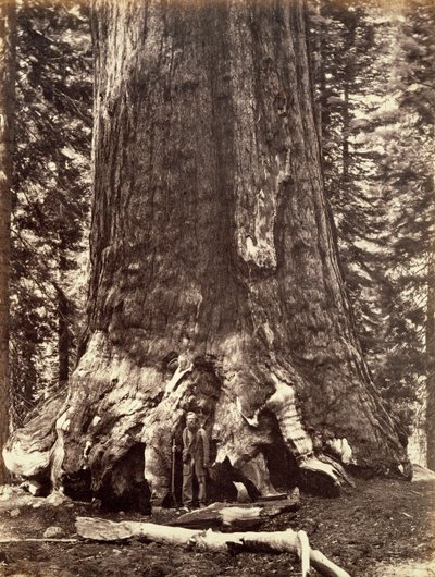 Basen av Grizzly Giant, Giant Sequoia-treet, Yosemite, California, 1868 av Carleton Emmons Watkins