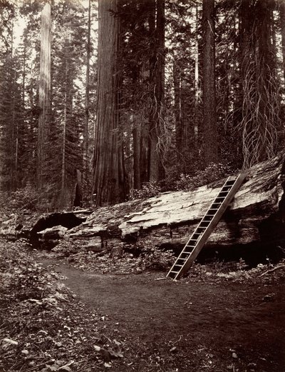 Skogens far, 1865-66, trykt ca. 1876. av Carleton Emmons Watkins