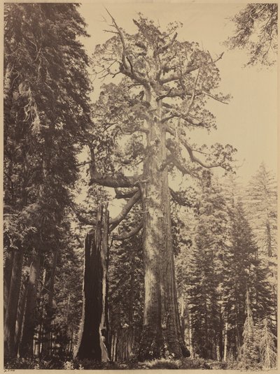 Grizzly Giant, Mariposa Grove, 1861. av Carleton Emmons Watkins