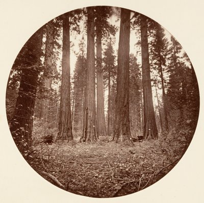 James King of William. Keyston State etc. Calaveras Grove, ca. 1878. av Carleton Emmons Watkins
