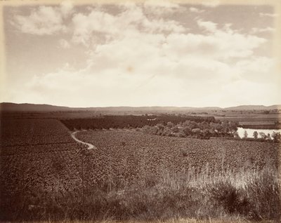 Lake Vineyard and Orange Grove, Los Angeles, 1876, trykt ca. 1876. av Carleton Emmons Watkins