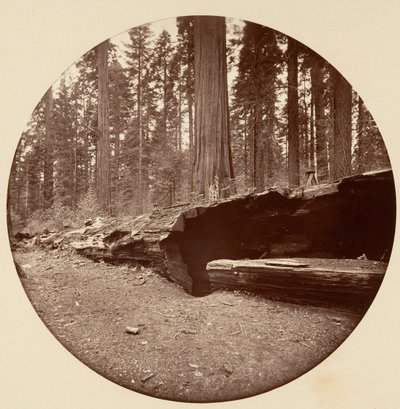 Mammoth Three Grove Hotel Calaveras Co Cal., ca. 1878. av Carleton Emmons Watkins