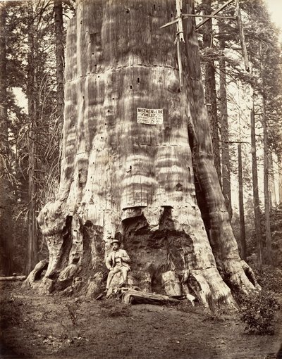 Skogens mor, 1865-66, trykt ca. 1876. av Carleton Emmons Watkins