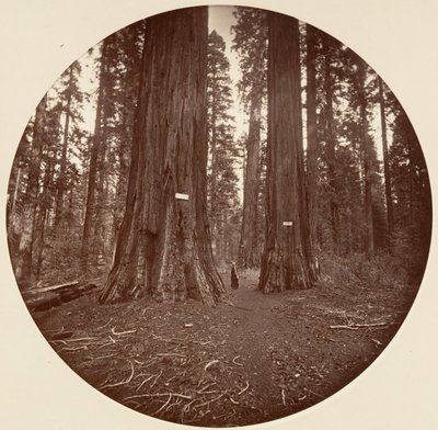 Ingen, ca. 1878. av Carleton Emmons Watkins