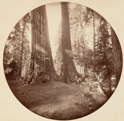 Old Dominion og onkel Toms taverna. Calaveras Grove, ca. 1878. av Carleton Emmons Watkins