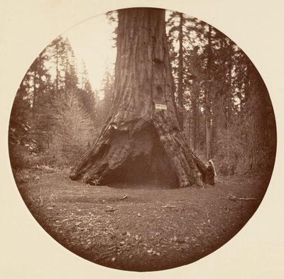 Pioneers Cabin - Calaveras Grove, ca. 1878. av Carleton Emmons Watkins