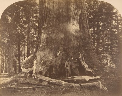 Seksjon av Grisly Giant, Mariposa Grove, 1861. av Carleton Emmons Watkins