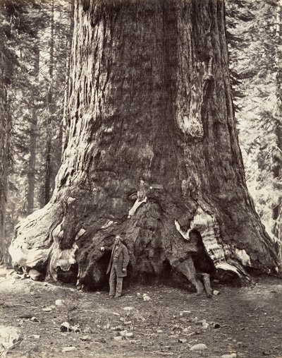 Seksjon av Grizzly Giant, 101 fot omkrets, 1865-66, trykt ca. 1876. av Carleton Emmons Watkins