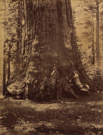 Seksjon av Grizzly Giant med Galen Clark, Mariposa Grove, Yosemite, 1865-66. av Carleton Emmons Watkins