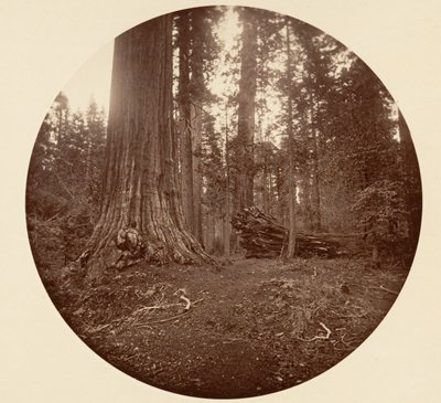 Skogens far - C. Grove, ca. 1878. av Carleton Emmons Watkins
