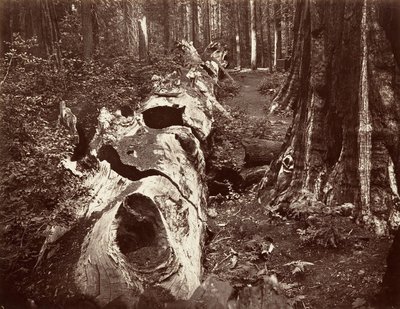 The Father of the Forest, 112 fot omkrets, Calaveras Grove, 1865-66, trykt ca. 1876. av Carleton Emmons Watkins