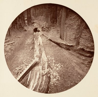 The Father of the Forest 450 Ft Long, C. Grove, ca. 1878. av Carleton Emmons Watkins