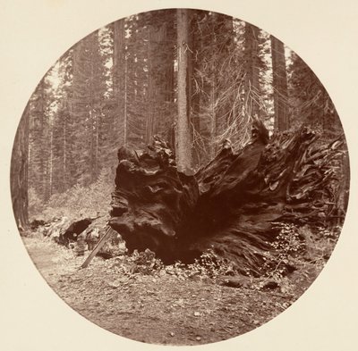 Skogens far 450 fot C. Grove, ca. 1878. av Carleton Emmons Watkins