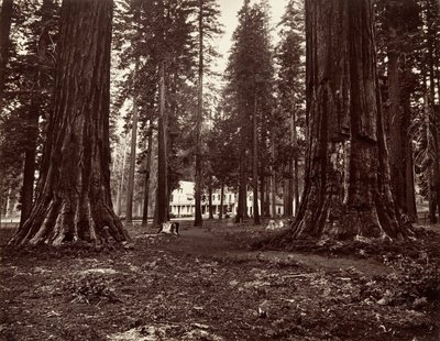 Hotellet fra Mammoth Grove, ca. 1872, trykt ca. 1876. av Carleton Emmons Watkins