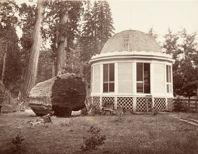 Huset bygget over stubben til et stort tre, 1865-66, trykt ca. 1876. av Carleton Emmons Watkins