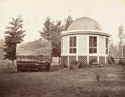 Huset over en stubbe av et stort tre, 1865-66, trykt ca. 1876. av Carleton Emmons Watkins