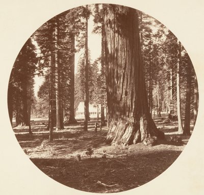 Mammoth Grove Hotel fra Grove - Calaveras, ca. 1878. av Carleton Emmons Watkins