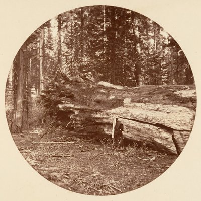 The Miners Cabin - Calaveras Grove, ca. 1878. av Carleton Emmons Watkins